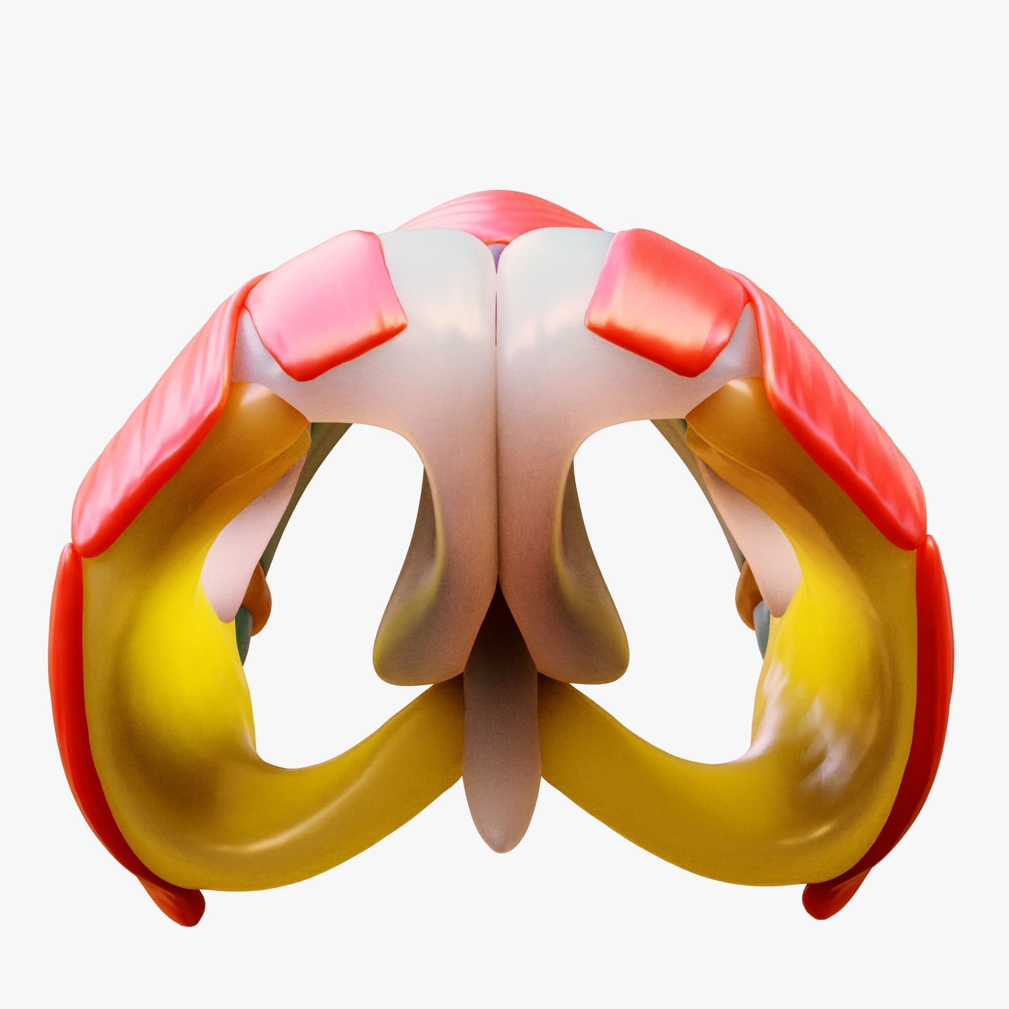 Nasal Structure Anatomy 3D model_5