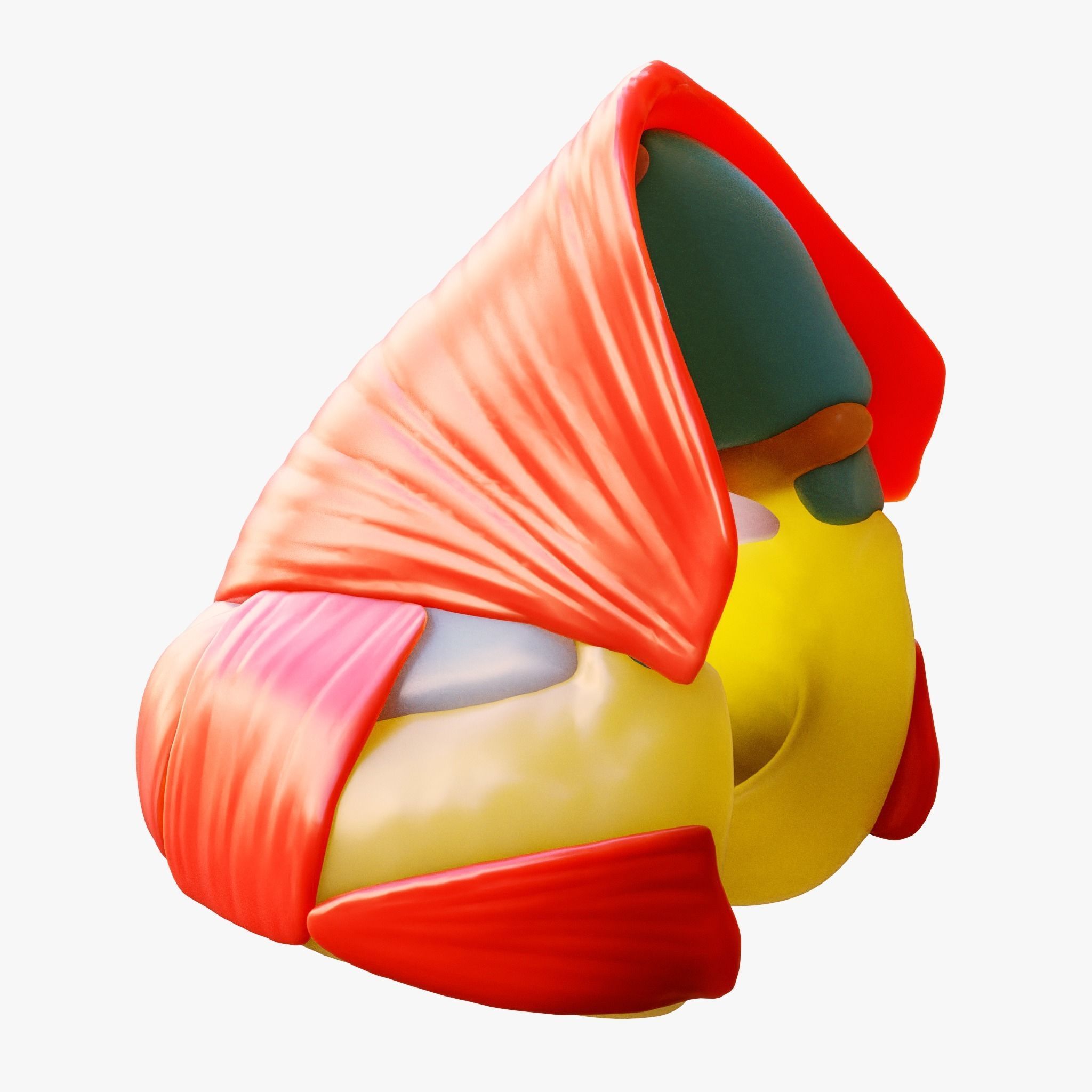 Nasal Structure Anatomy 3D model_3