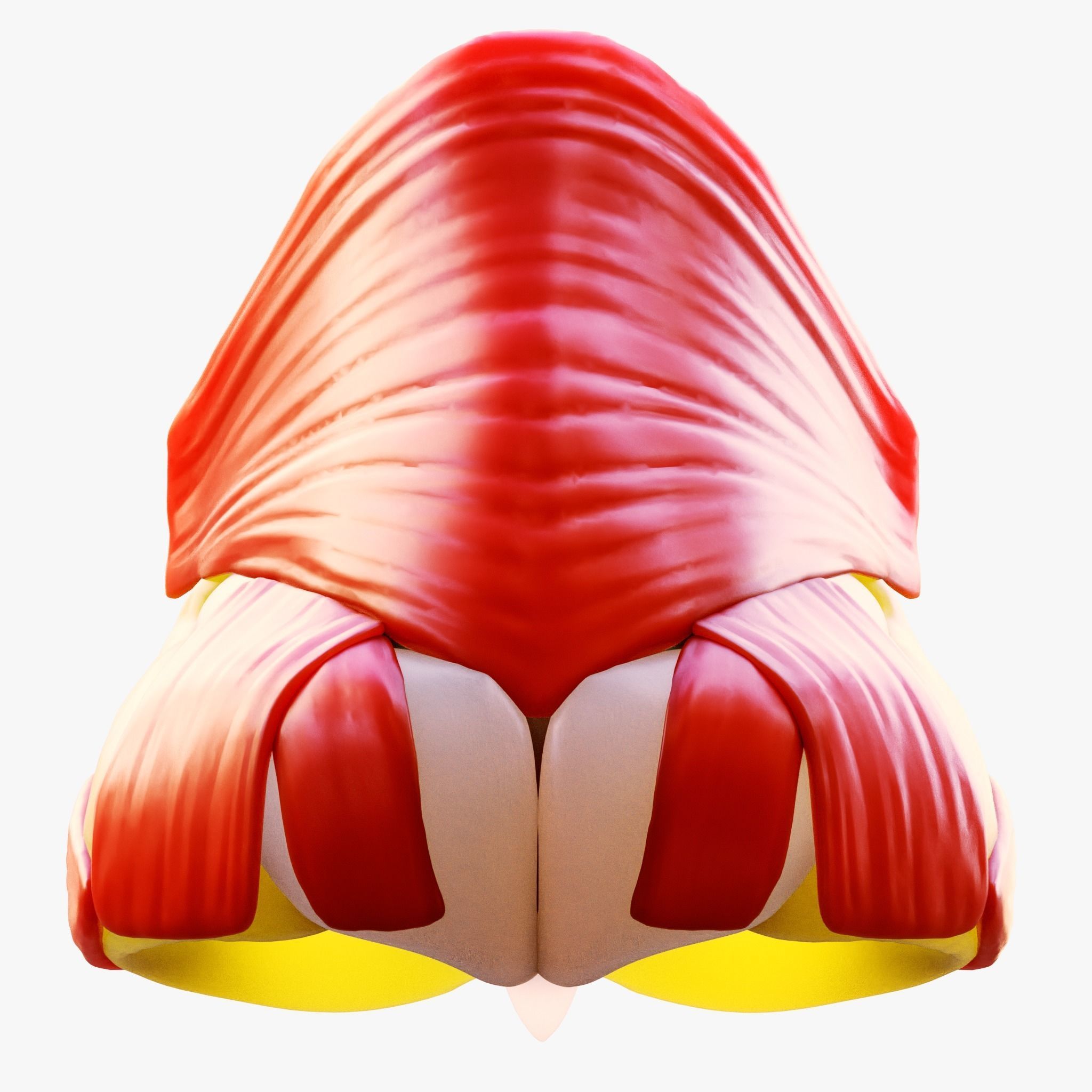 Nasal Structure Anatomy 3D model_4