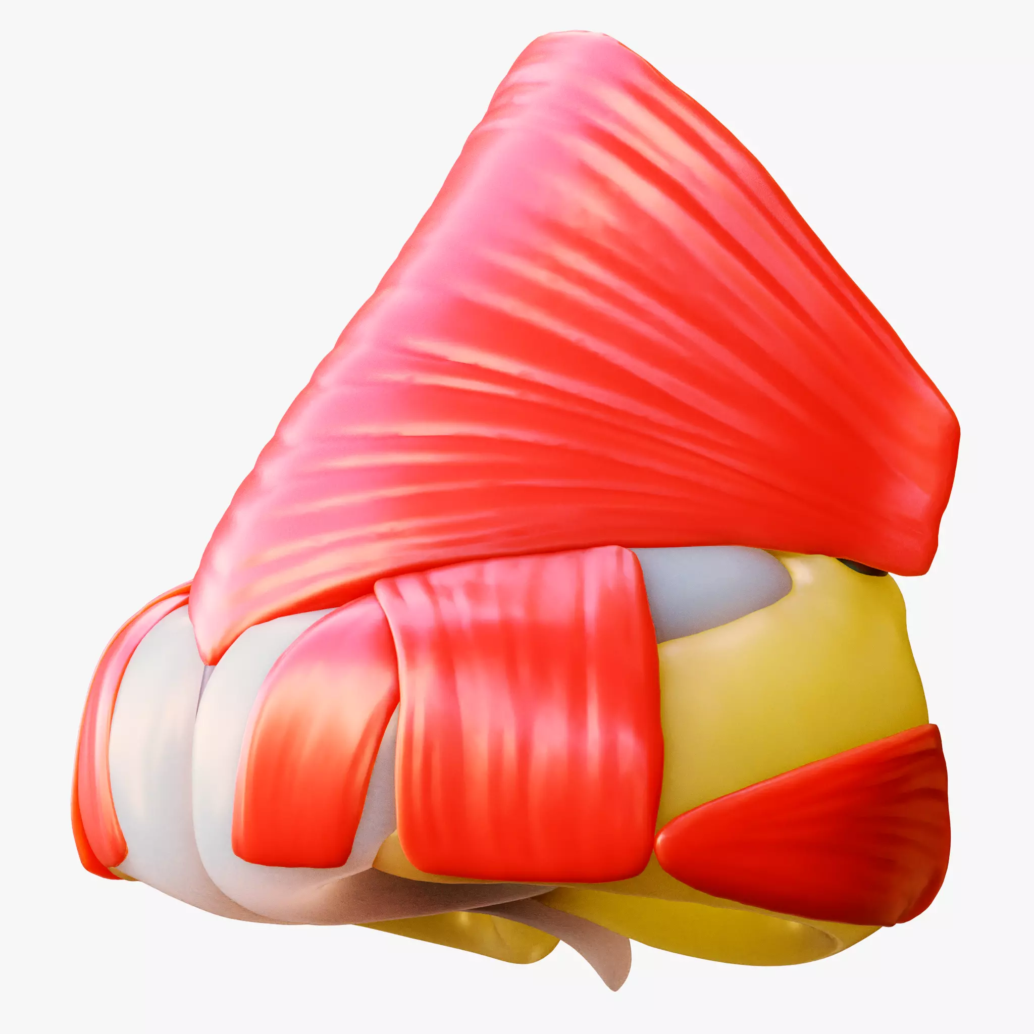 Nasal Structure Anatomy 3D model_0