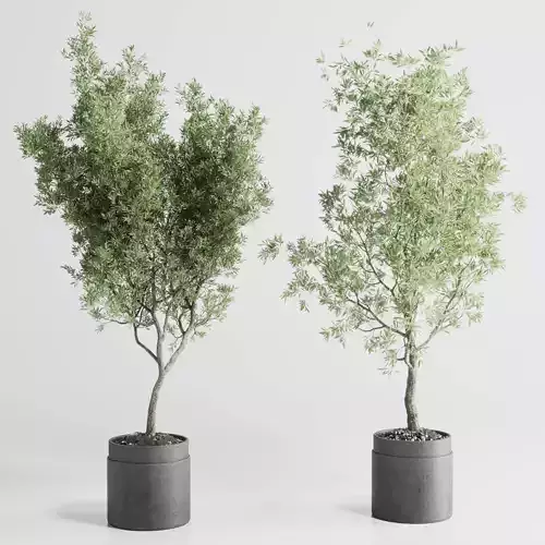 Olive tree in an old concrete vase indoor plant set 382