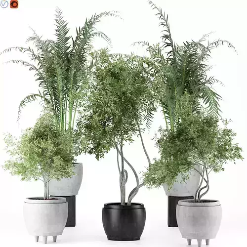 Indoor plants 24 3D model