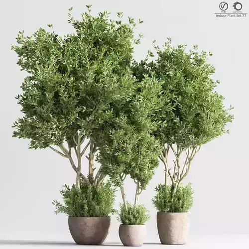 Indoor Plant Set 77