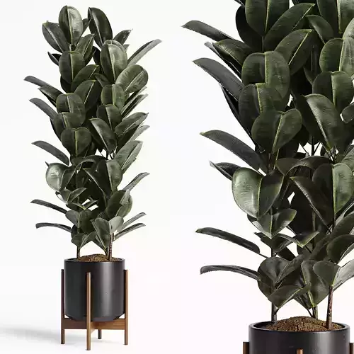 Indoor Plants Set 17-Ficus