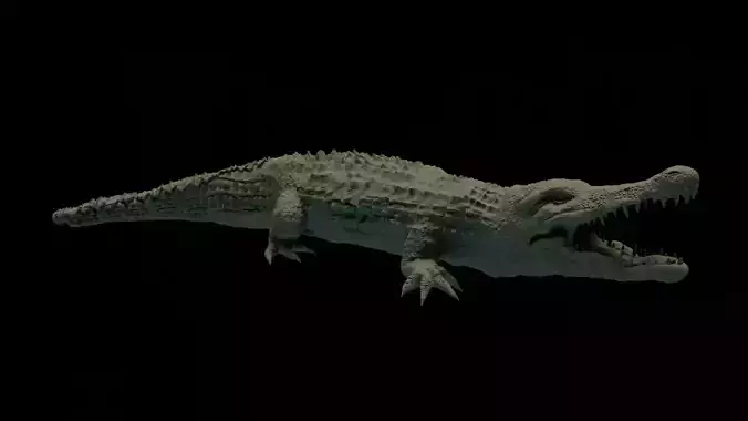 Crocodile