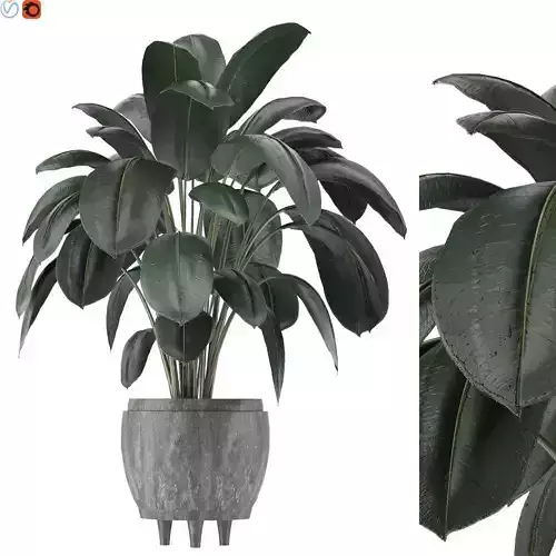 Indoor plant 03