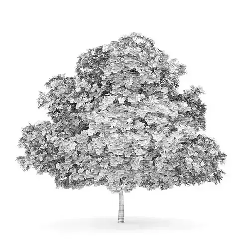 Common Maple 4 Acer campestre 44733