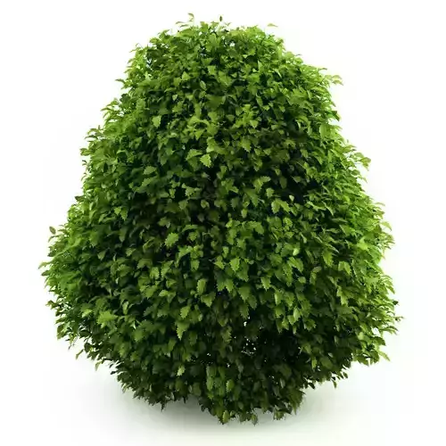 Common Holly Ilex aquifolium 44736 3D model