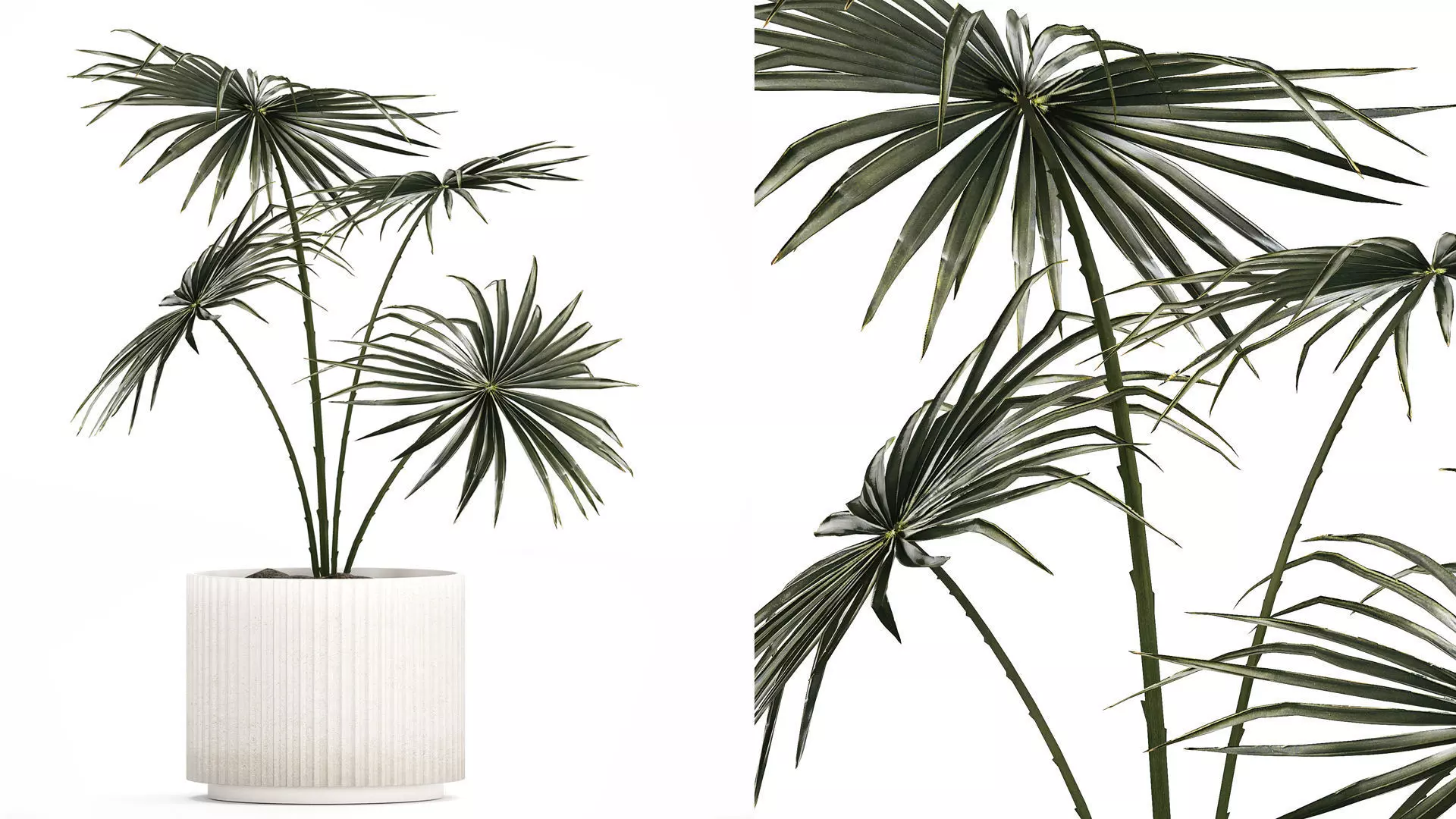 Beautiful fan palm in a flower pot for decoration 1282 3D model