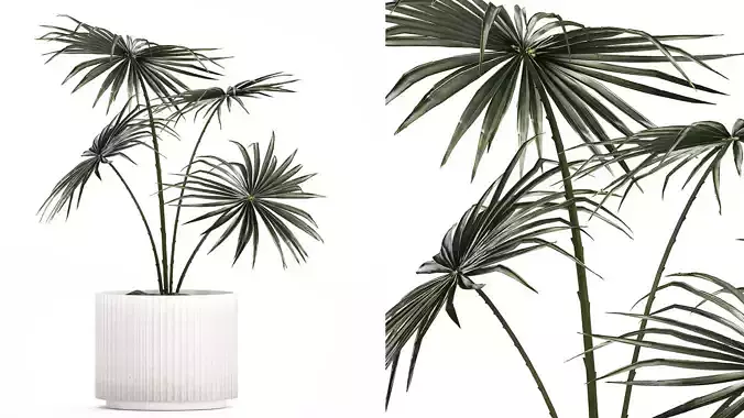 Beautiful fan palm in a flower pot for decoration 1282