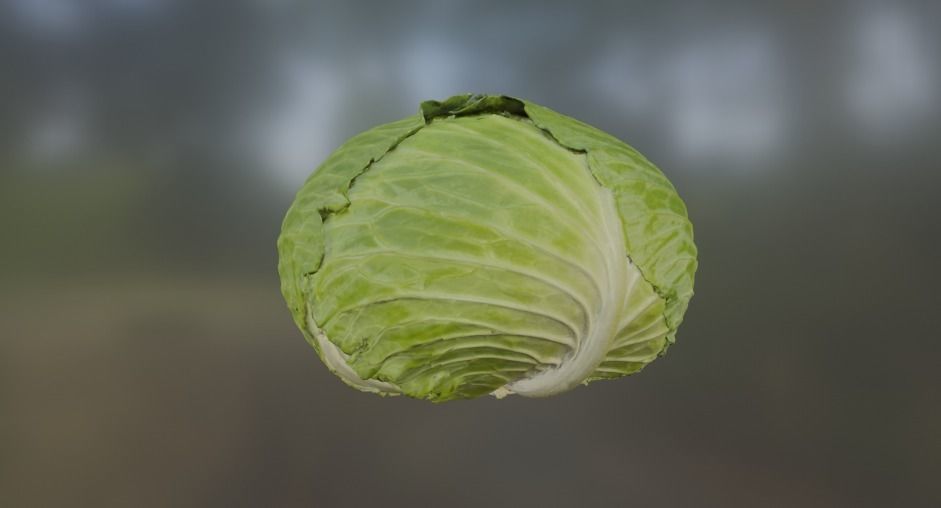 Cabbage 3D model Low-poly 3D model_7