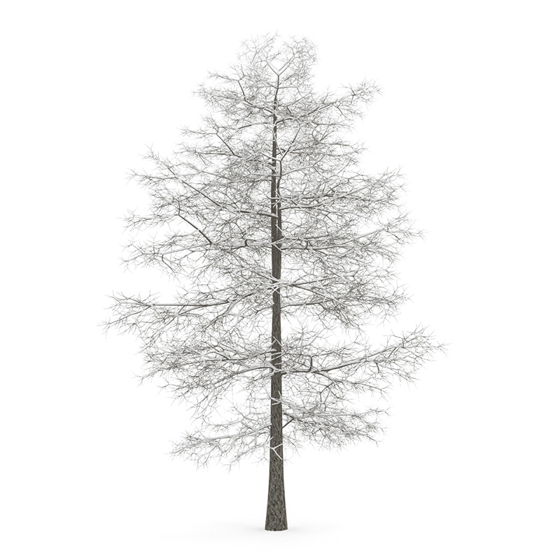 Common Lime 10M Winter 3D model_2