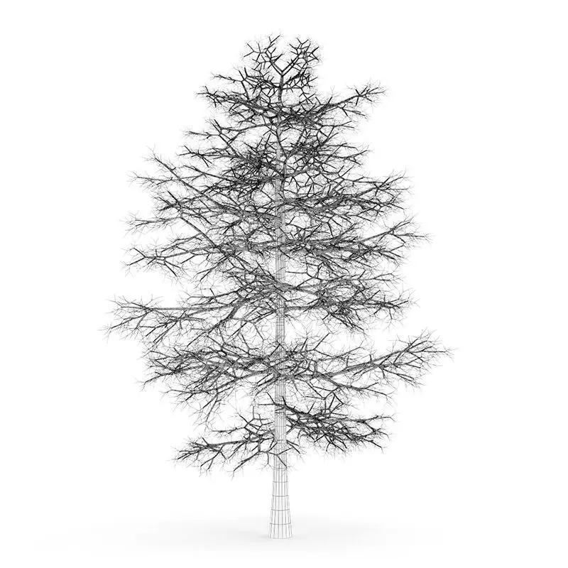 Common Lime 10M Winter 3D model_0