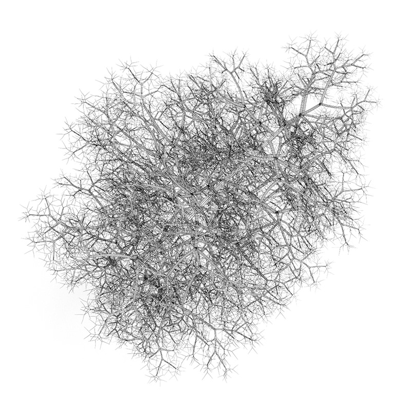 Common Lime 10M Winter 3D model_3