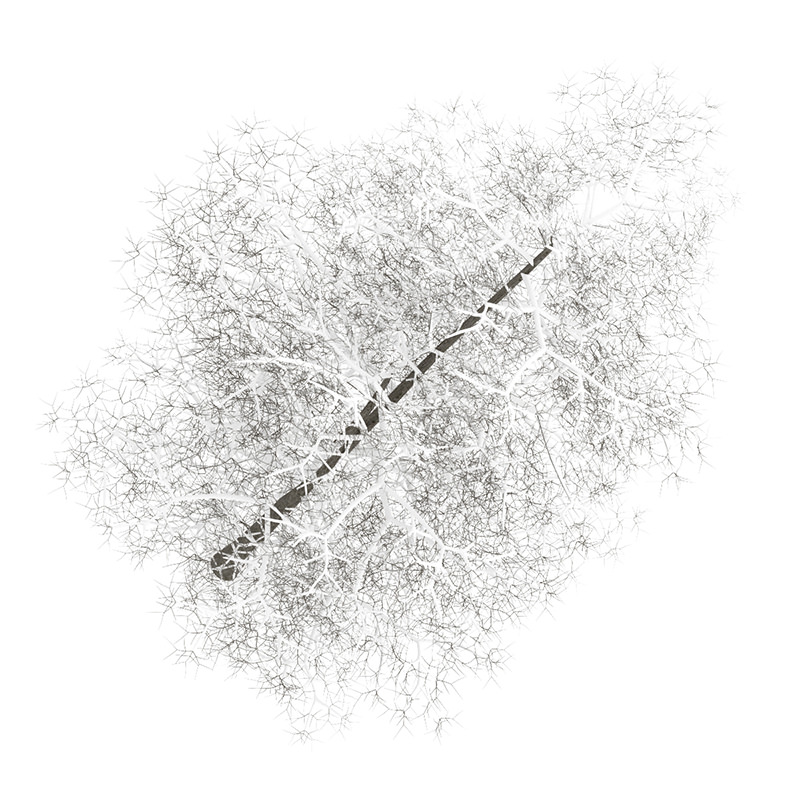 Common Lime 10M Winter 3D model_1