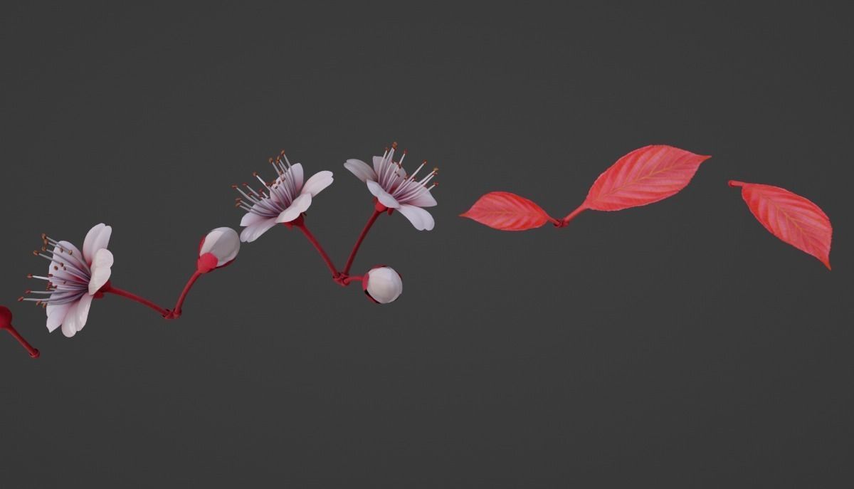 Cheery Blossom Flowers  3D model_2