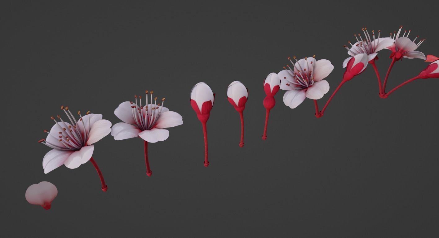Cheery Blossom Flowers  3D model_1