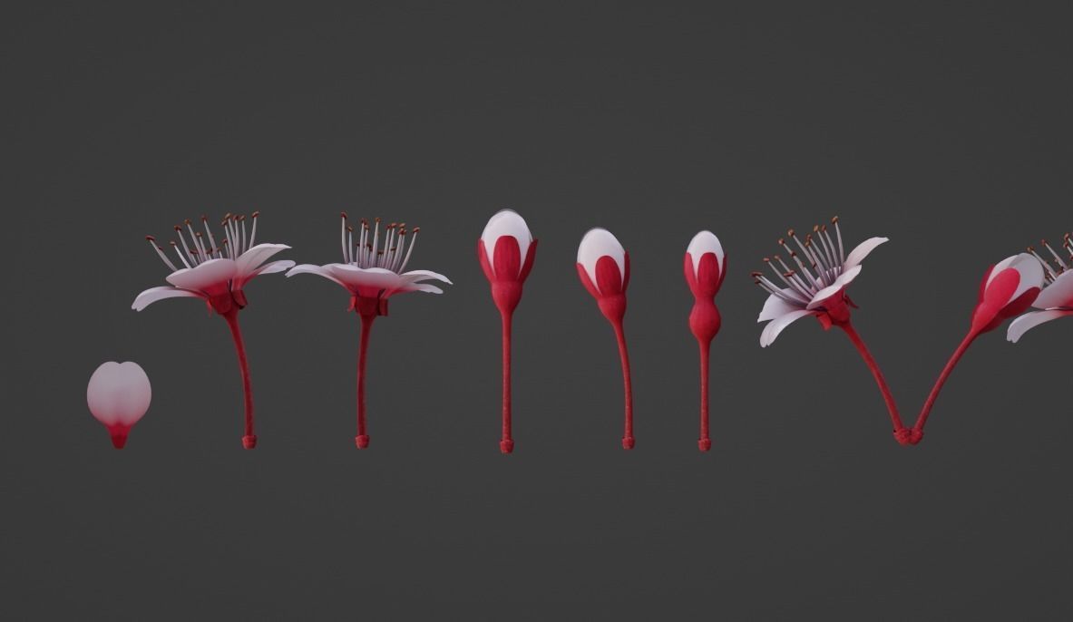 Cheery Blossom Flowers  3D model_3