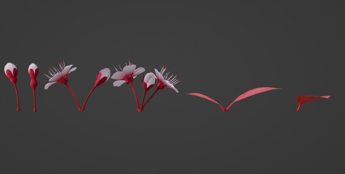 Cheery Blossom Flowers  3D model_4