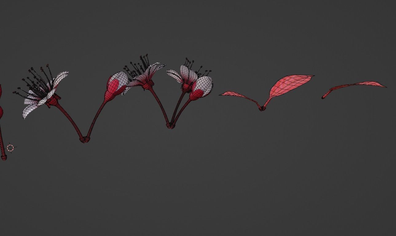 Cheery Blossom Flowers  3D model_6