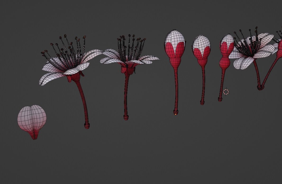 Cheery Blossom Flowers  3D model_5
