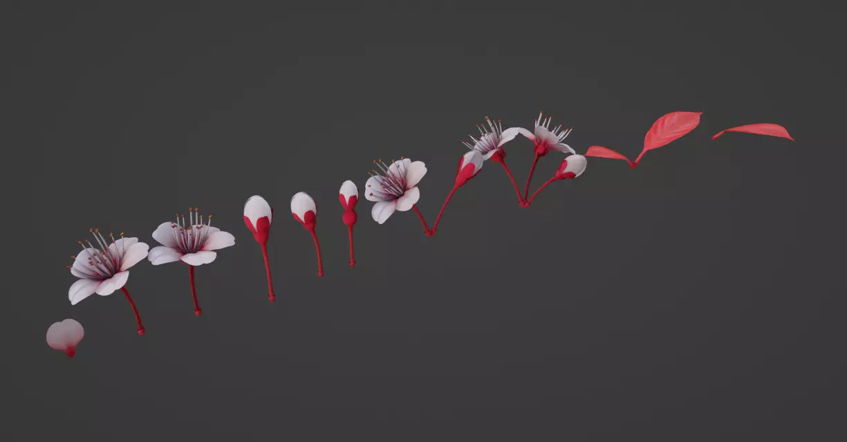 Cheery Blossom Flowers  3D model_0