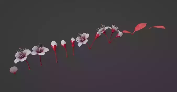 Cheery Blossom Flowers  3D model