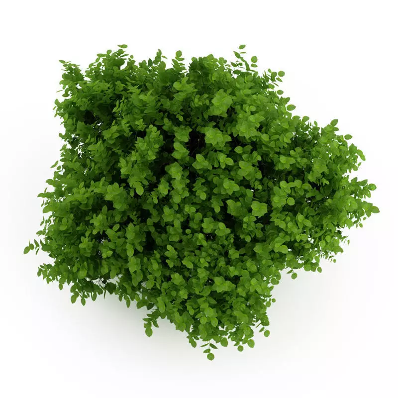 Bigleaf Hydrangea 3D model_0