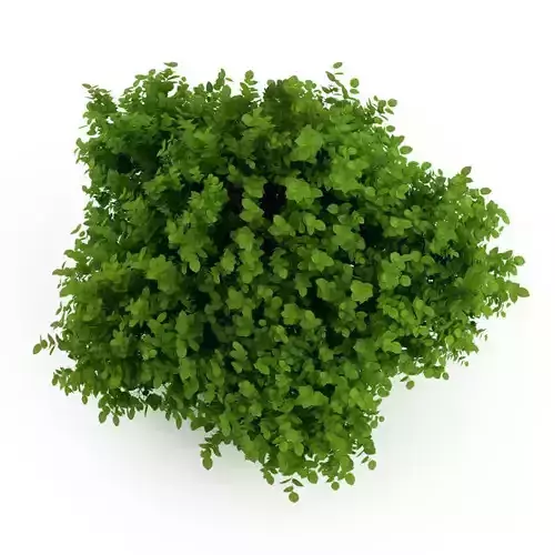 Bigleaf Hydrangea 3D model