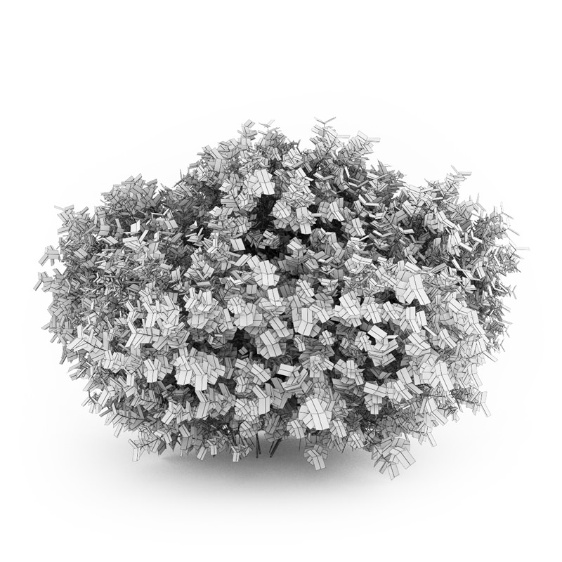 Bigleaf Hydrangea 3D model_3