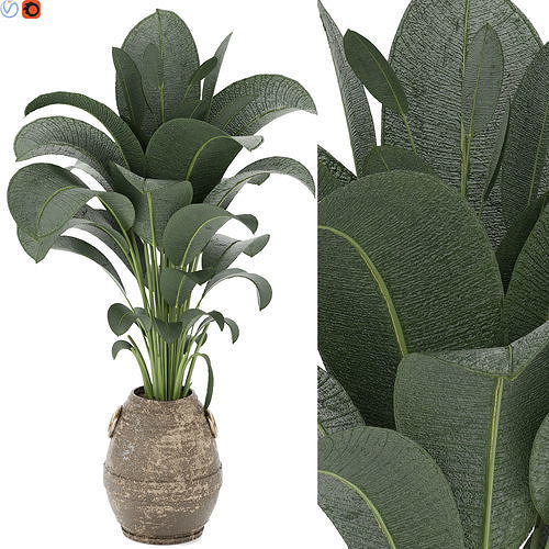 Indoor plant 05 3D model