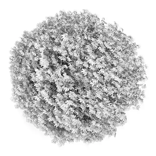 Horse Chestnut 2 Aesculus hippocastanum 44746