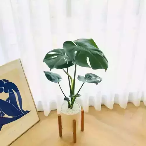 Wood stand potted air purifying plant set 
