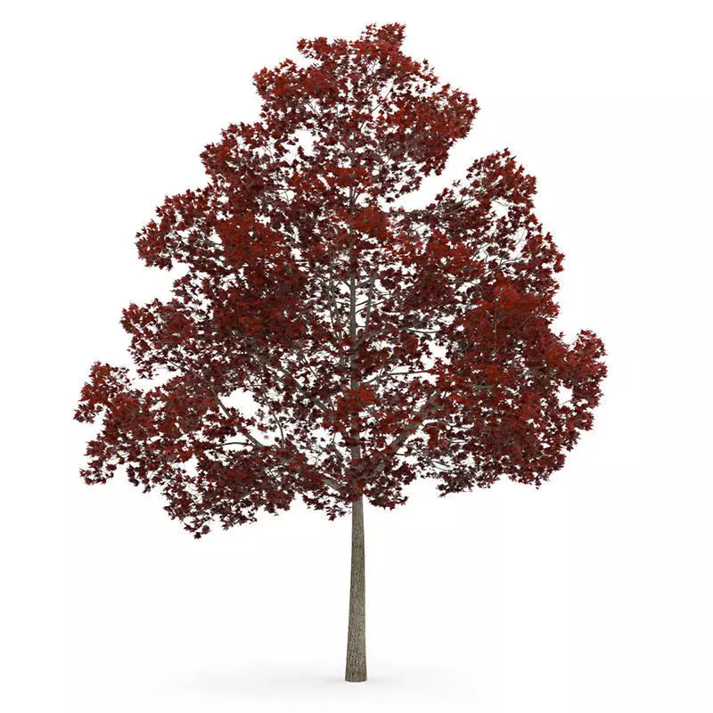 Acer Platanoides 15M Autumn 3D model_0