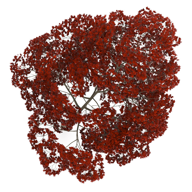 Acer Platanoides 15M Autumn 3D model_1