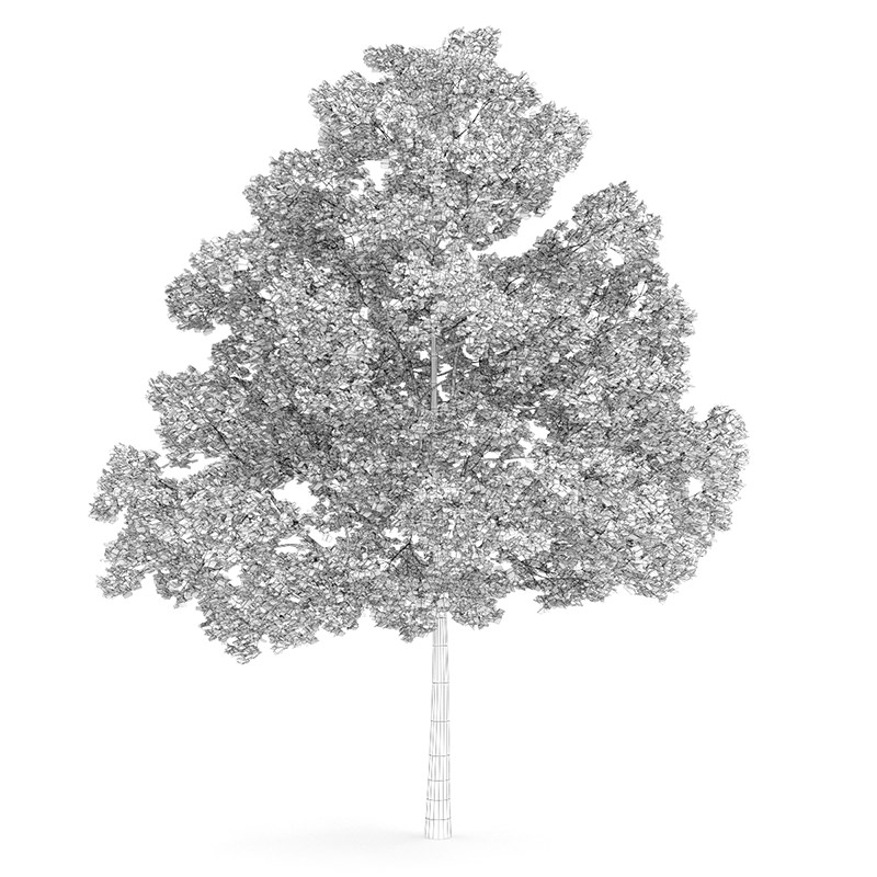 Acer Platanoides 15M Autumn 3D model_3