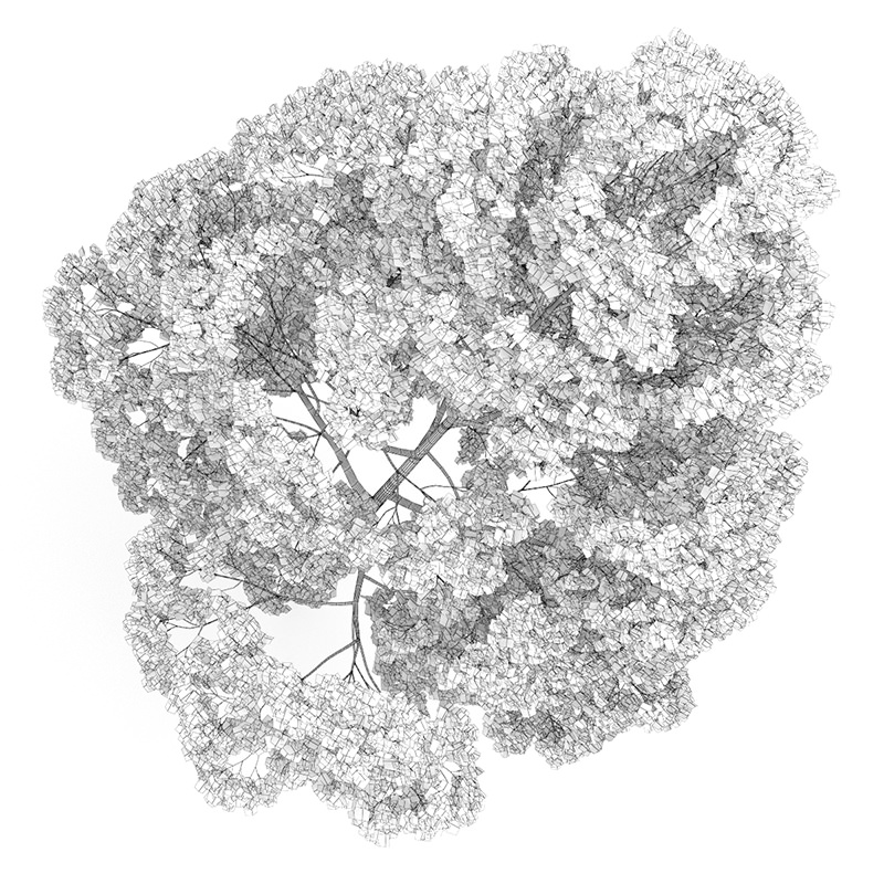 Acer Platanoides 15M Autumn 3D model_2