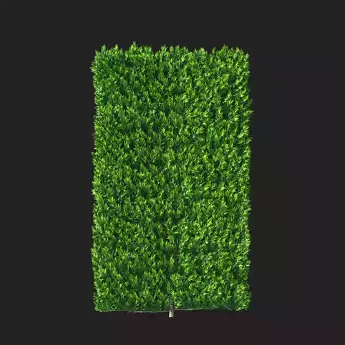 Cupressocyparis Leylandii Cypress Spaliera