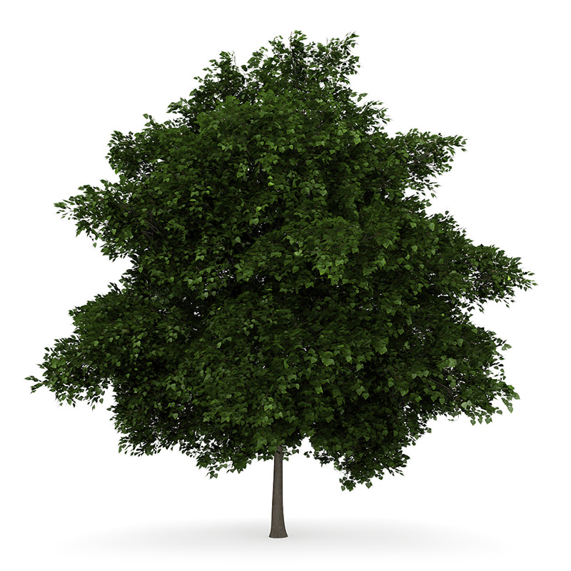 Small-leaved Lime 2 Tilia cordata 44756 3D model_1