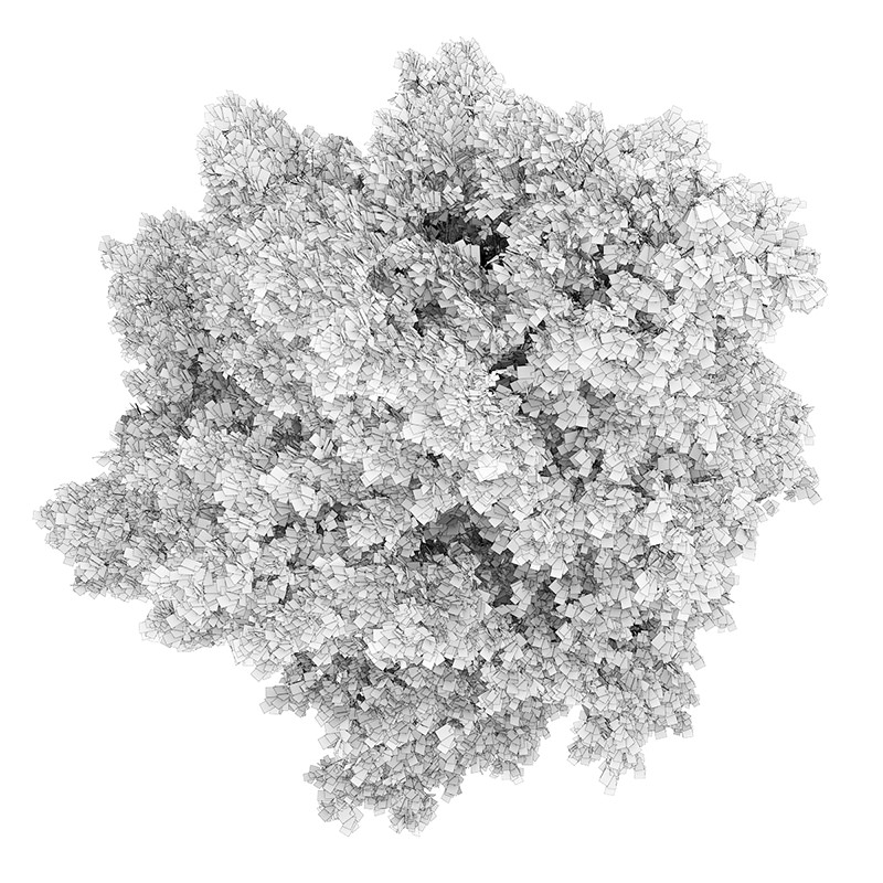 Small-leaved Lime 2 Tilia cordata 44756 3D model_3