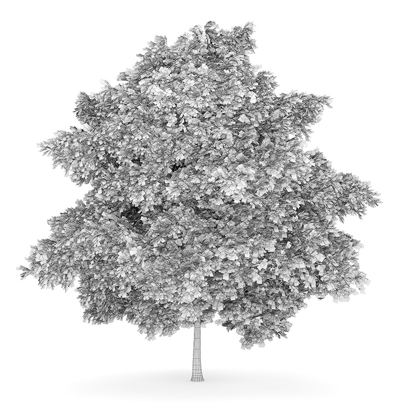 Small-leaved Lime 2 Tilia cordata 44756 3D model_2