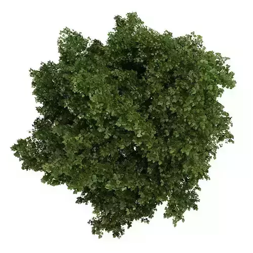 Small-leaved Lime 2 Tilia cordata 44756 3D model