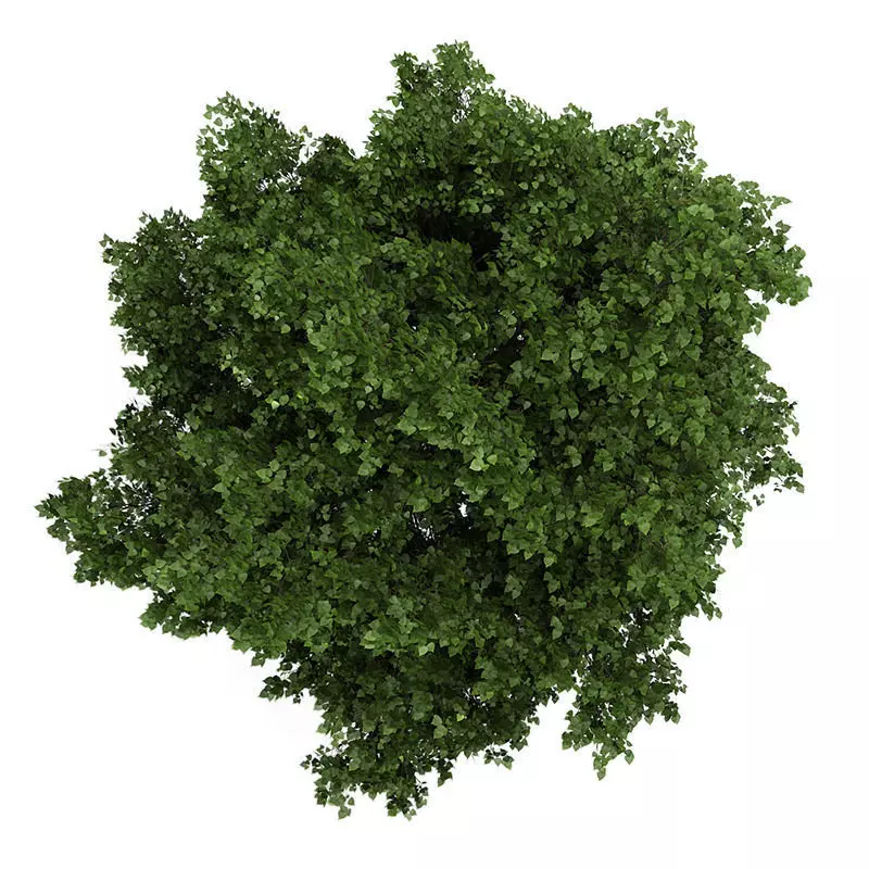 Small-leaved Lime 2 Tilia cordata 44756 3D model_0