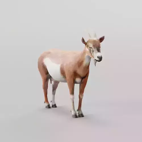 Diary Goat Low-poly 3D model