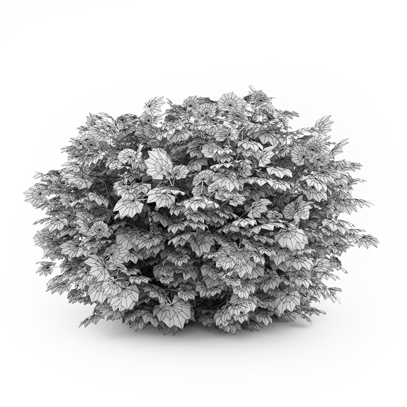 Japanese Aralia 3D model_2