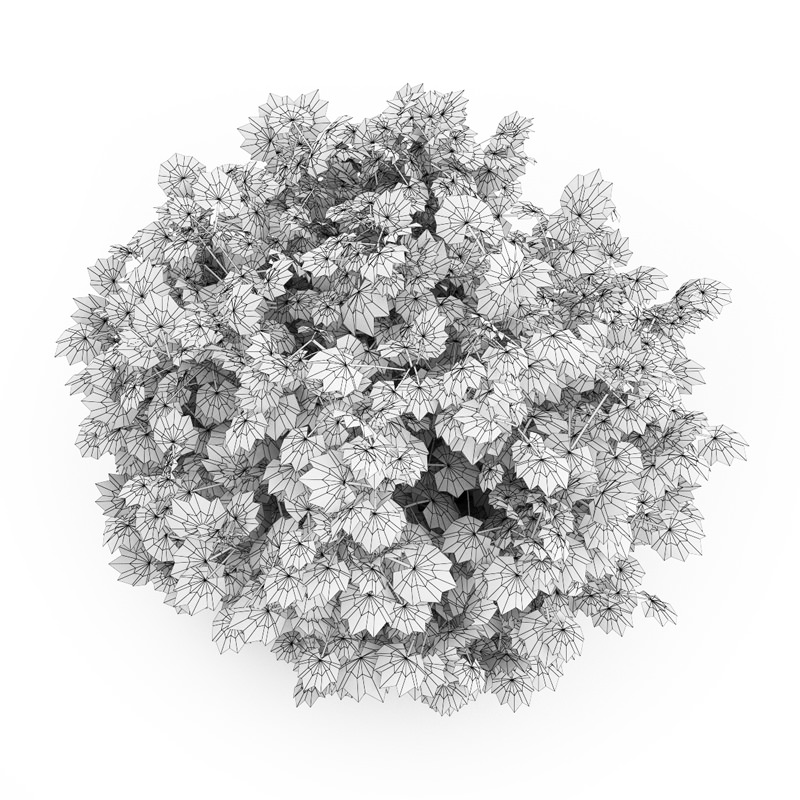 Japanese Aralia 3D model_1