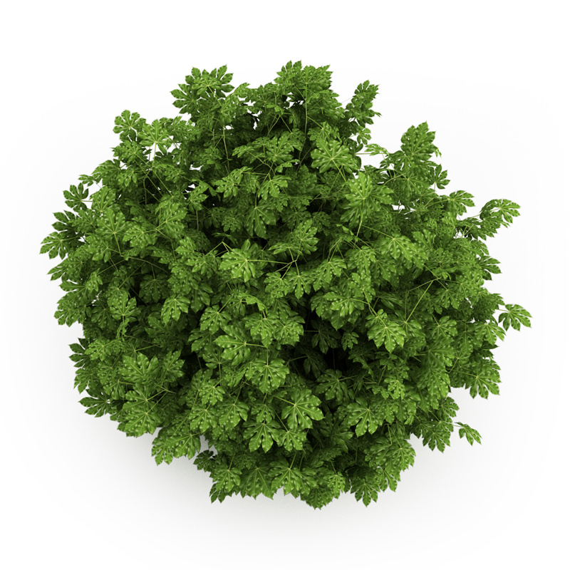Japanese Aralia 3D model_3