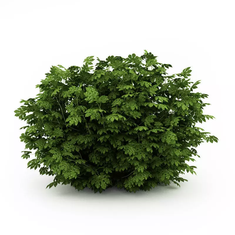 Japanese Aralia 3D model_0