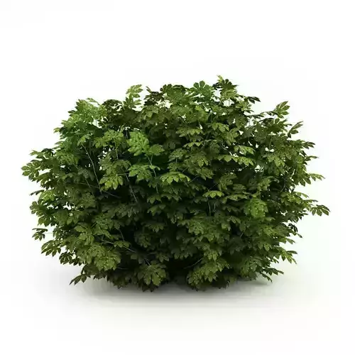 Japanese Aralia