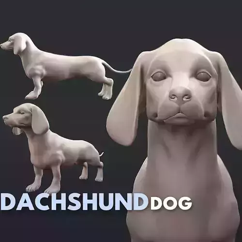 Dachshund Dog 3D model